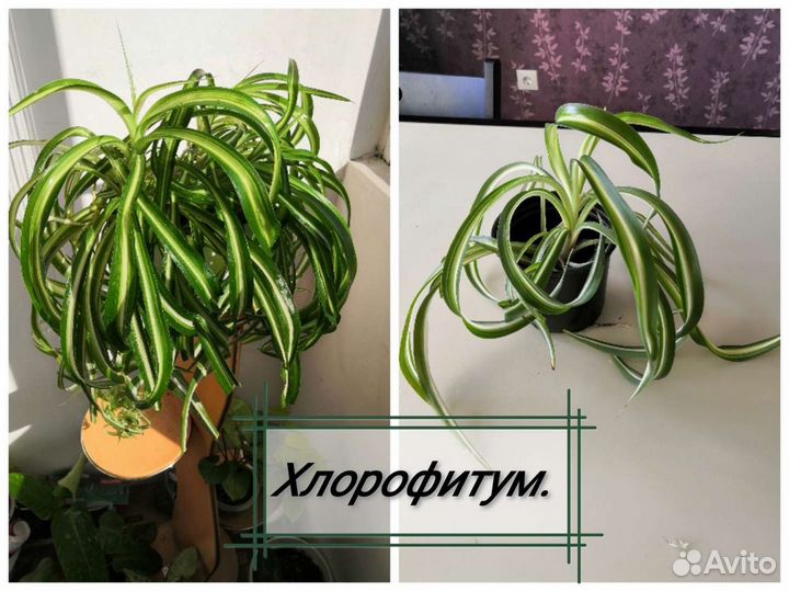 Комнатные цветы