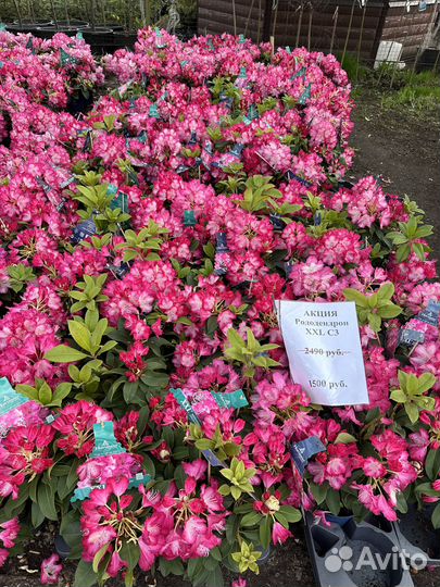 Рододендроны