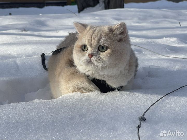 Британский котик