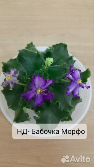 Сортовые фиалки