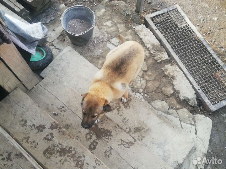 Щенки алабая бесплатно в добрые руки