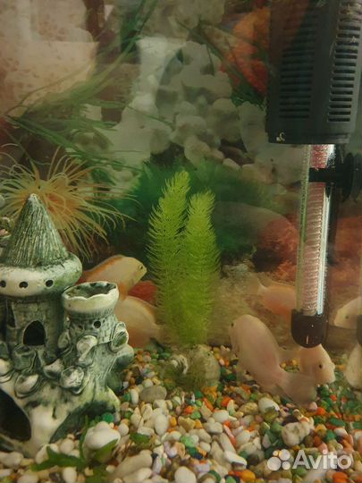 Аквариумы 100,60,50 литровые