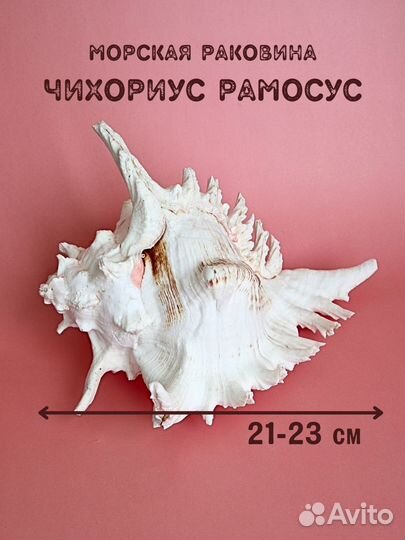 Натуральная морская раковина Чихореус рамосус