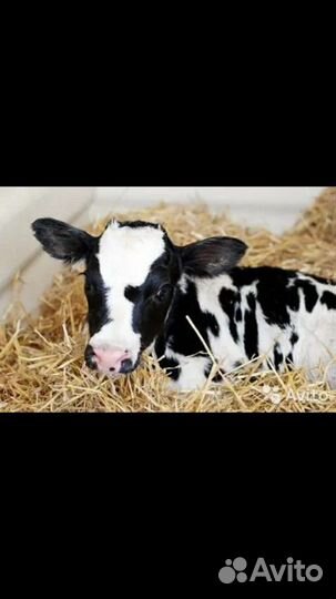 Бычки,телочки