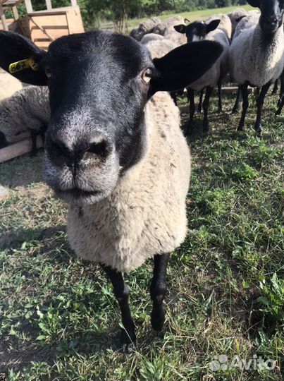 Овцы бараны романовская