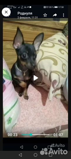 Мини той-терьер