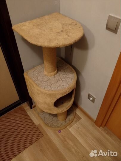 Отдам кошку в добрые руки британка