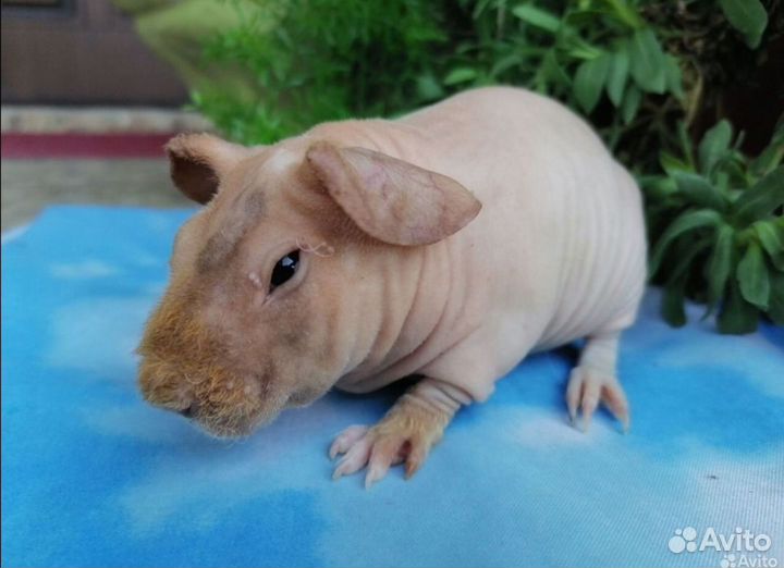 Морские свинки скинни