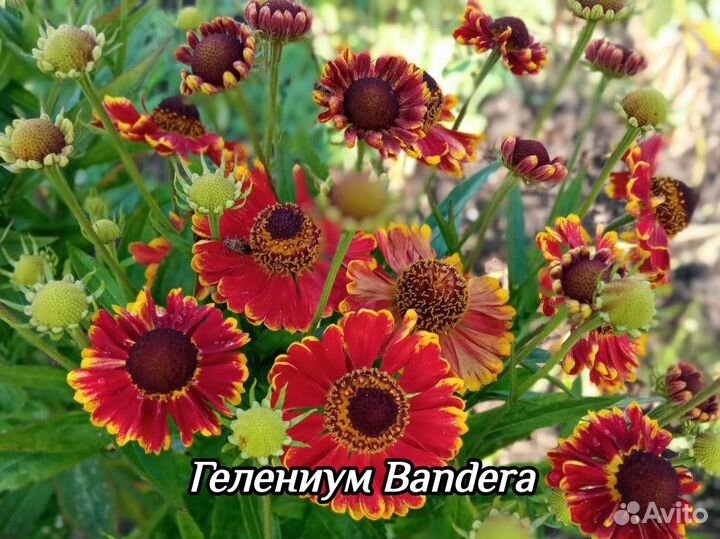 Декоративные многолетники - 1