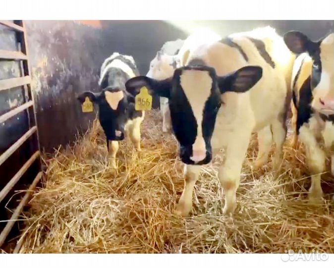 Бычки и телята