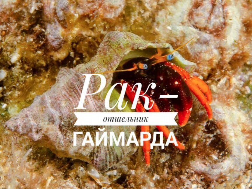 Рак отшельник Гаймарда, М (морской рак в наличии)