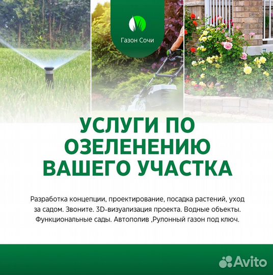 Фотиния растения из питомника, озеленение