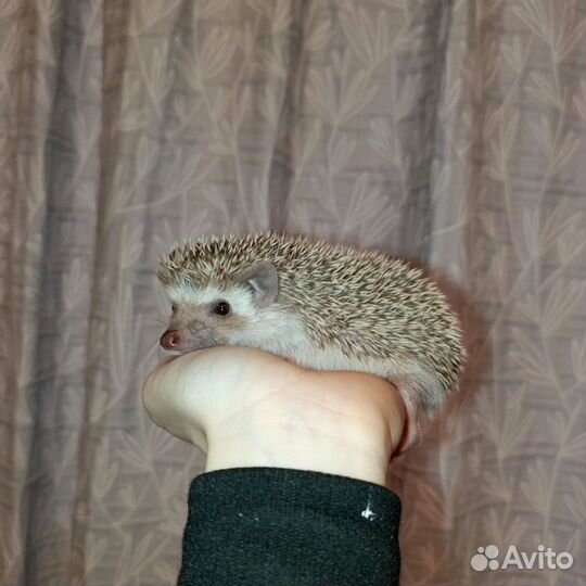 Карликовый африканский ежик