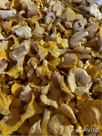 Лисичка свежая оптом