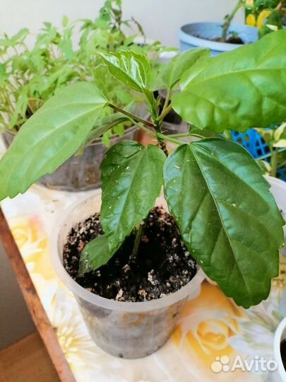 Комнатные растения