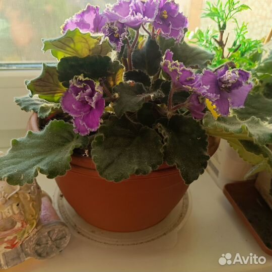 Фиалки махровые