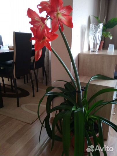 Амариллис красный