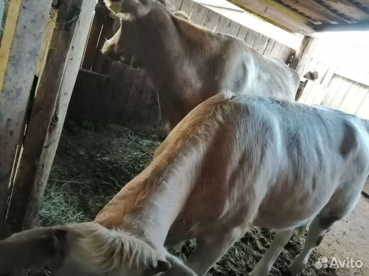 Корова с теленком