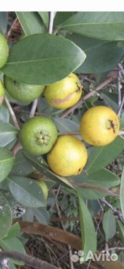 Гуава лимонная. Псидиум Литторале. около 1,5 м