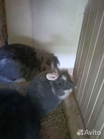 Крольчата карликовые вислоухие