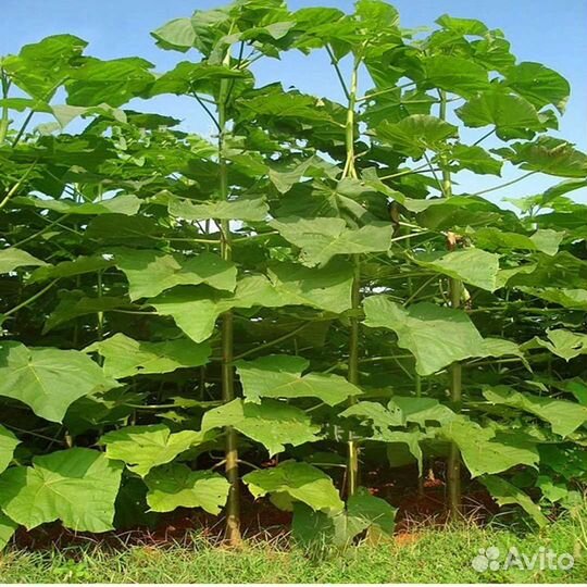 Павловния (саженцы, корни почтой)