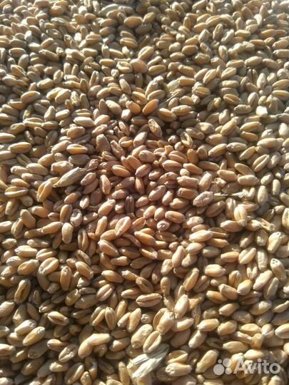 Зерно пшеница, ячмень, овес, соя
