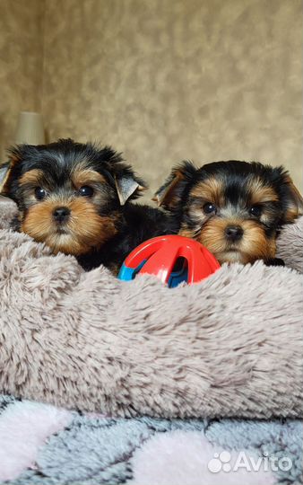 Йоркширский терьер