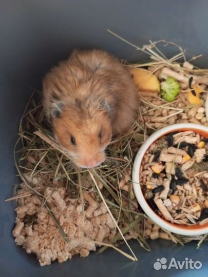1-но месячные хомячки