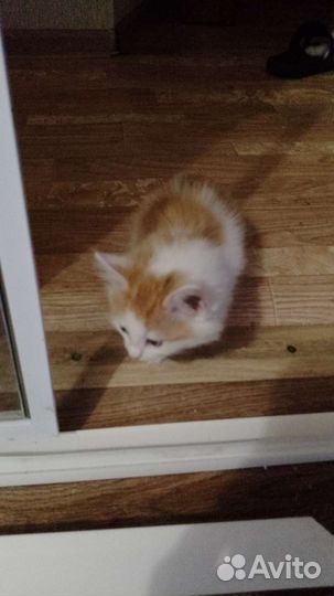 Кошка в дар бесплатно