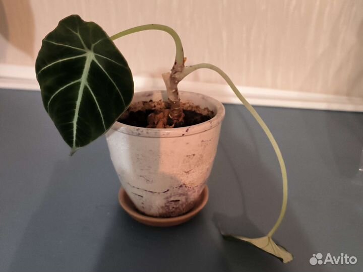 Алоказия блек велюр(вельвет)