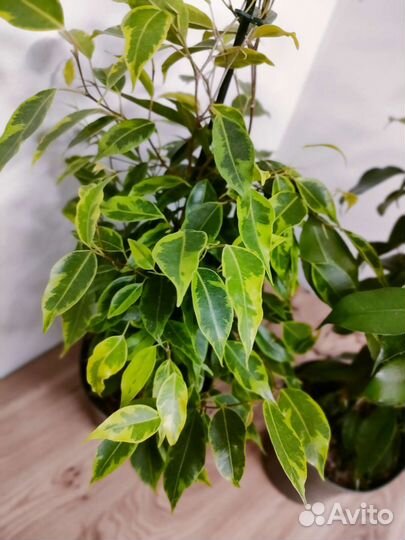 Фикус бенджамина