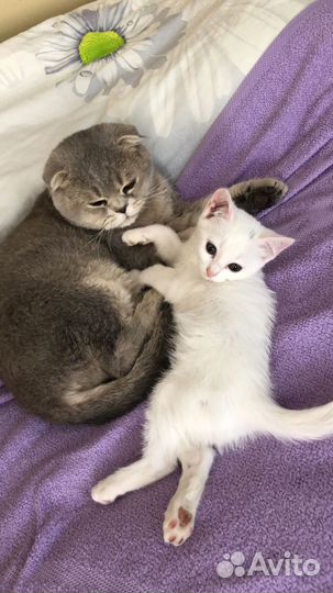 Котенок в добрые руки