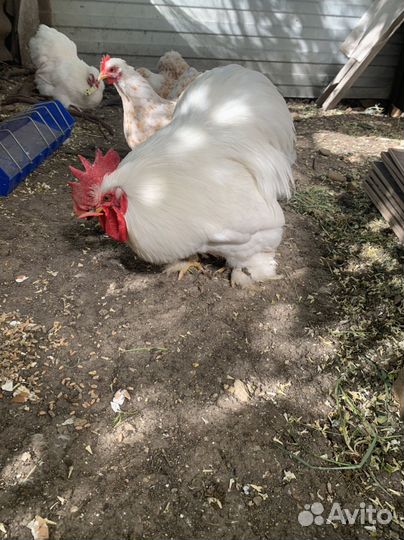 Кохинхин карликовый белый 1+2