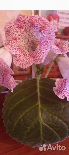 Фиалка махровая цветущая, глоксини цветущие