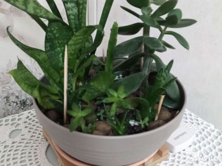 Микс, сингониумы