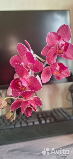 Орхидея фаленопсис
