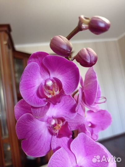 Орхидея фаленопсис цветет