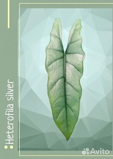 Алоказия 5 сортов