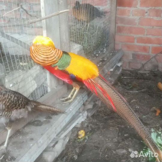 Фазаны разных видов