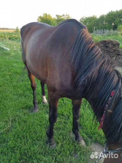 Продам лошадь