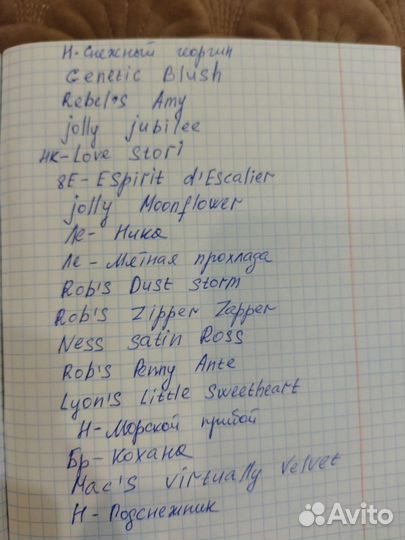 Фиалка листья на срез