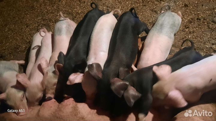 Продаются месячные поросята