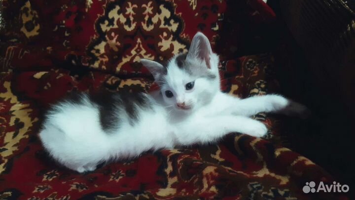 Котенок в добрые руки бесплатно