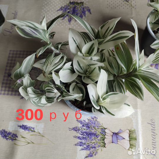 Традесканция альбифлора. Комнатный цветок