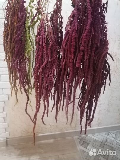 Амарант сухоцвет