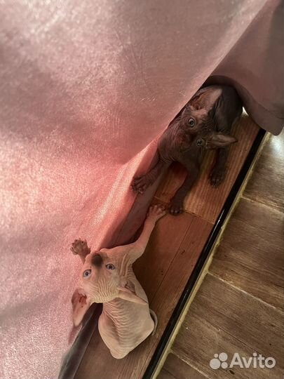 Канадский сфинкс