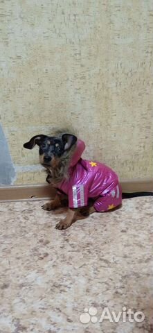 Комбинезон на собаку