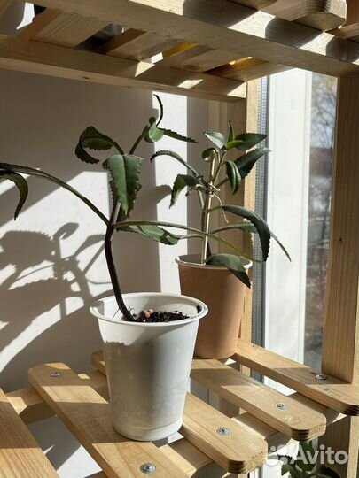 Каланхоэ дегремона