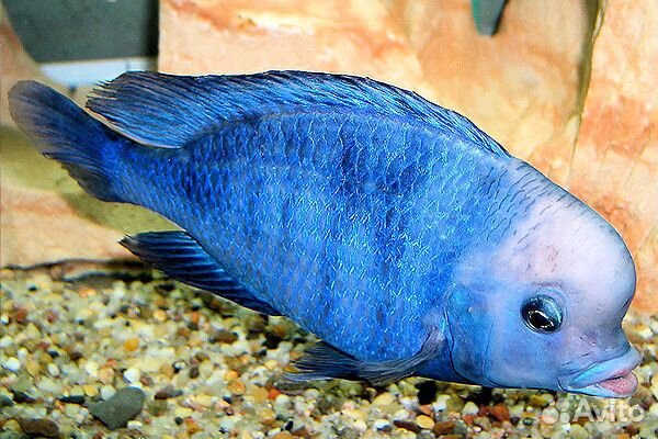 Цихлиды Африки