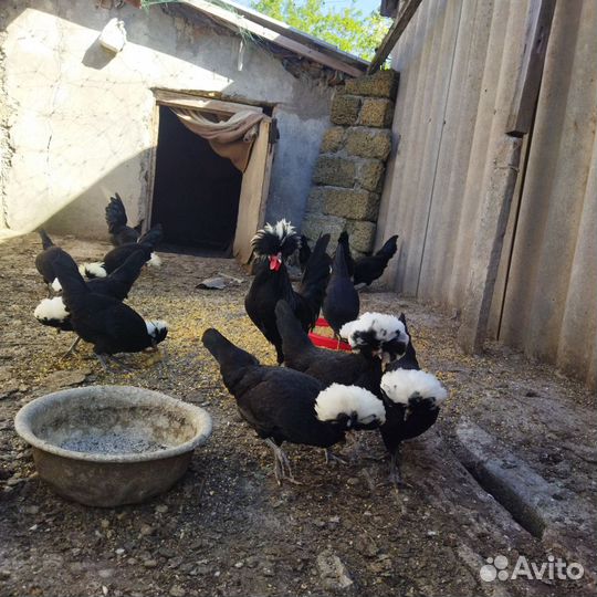 Цыплята породистые